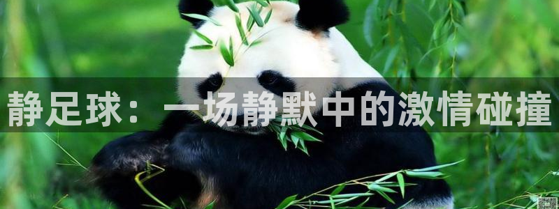  静足球：一场静默中的激情碰撞